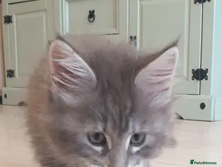 Maine Coon cats Tica registered Maine Coons 2 girls remaining - Advert 7