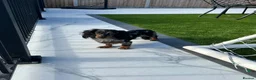 Miniature Dachshund dogs for stud: ✨BEETLEJUICE✨ MINI LONG HAIRED ✨KC - Advert 8