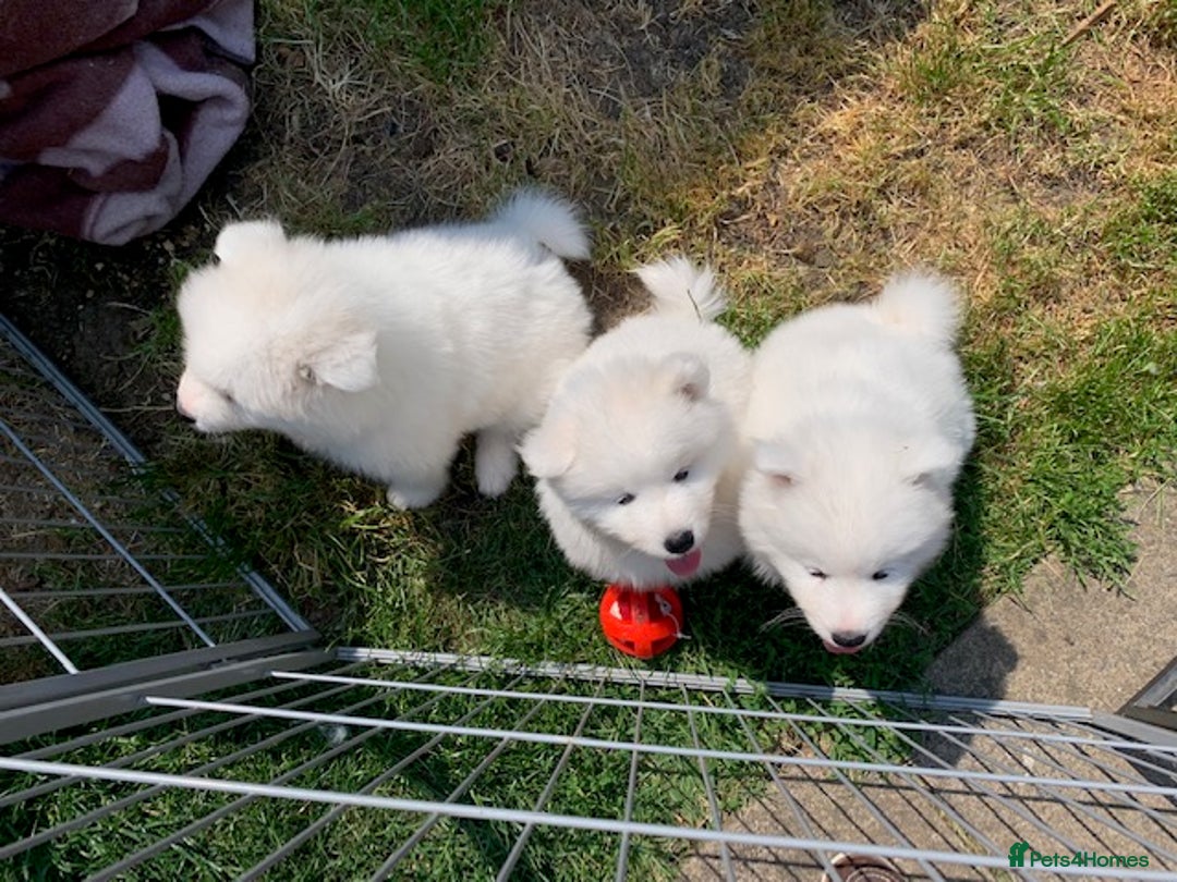 Samoyed dogs for stud: Purebred KC Registered SAMOYED Stud for Breeding  in Reading - Image 15