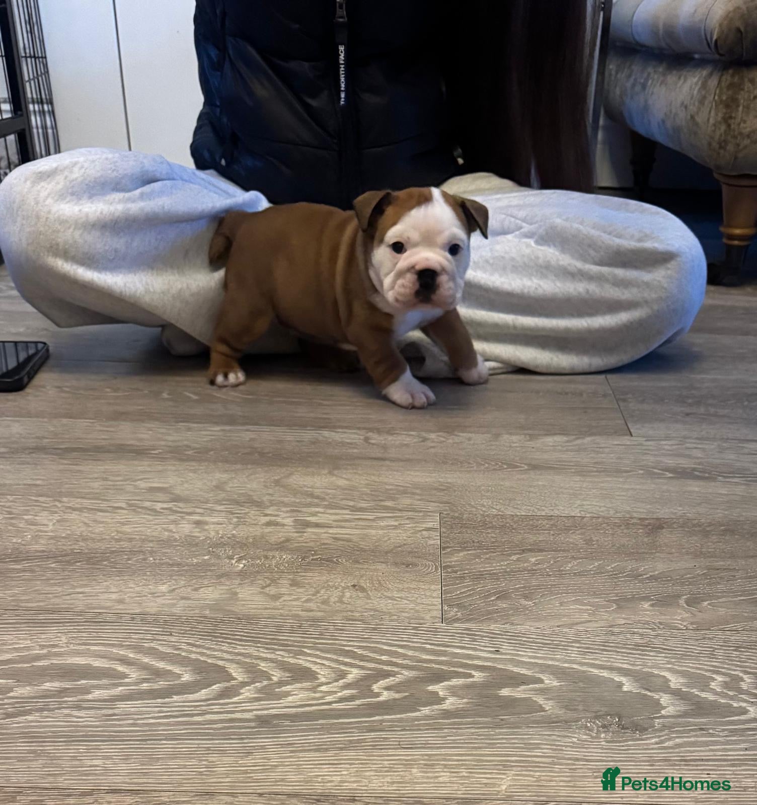 English Bulldog dogs Kc registered girl puppy - Advert 1