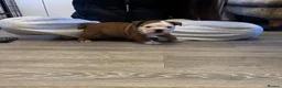 English Bulldog dogs for sale: Kc registered girl puppy - Advert 5