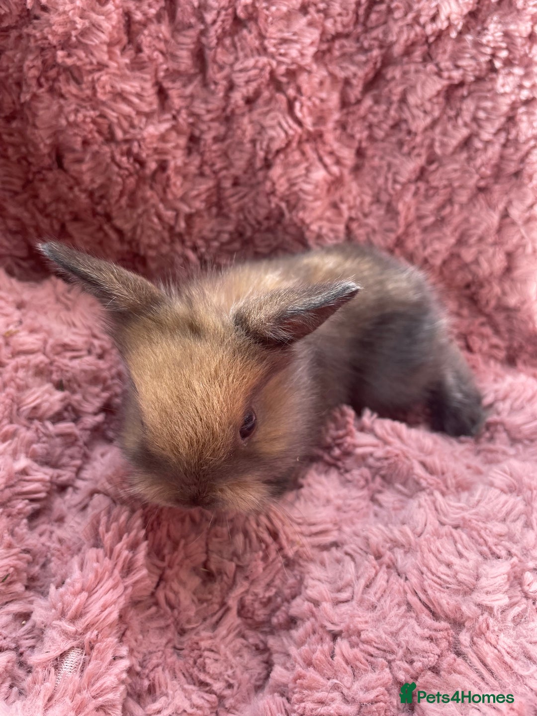 Lionhead rabbits for sale: Lionhead bunnies - Image 12
