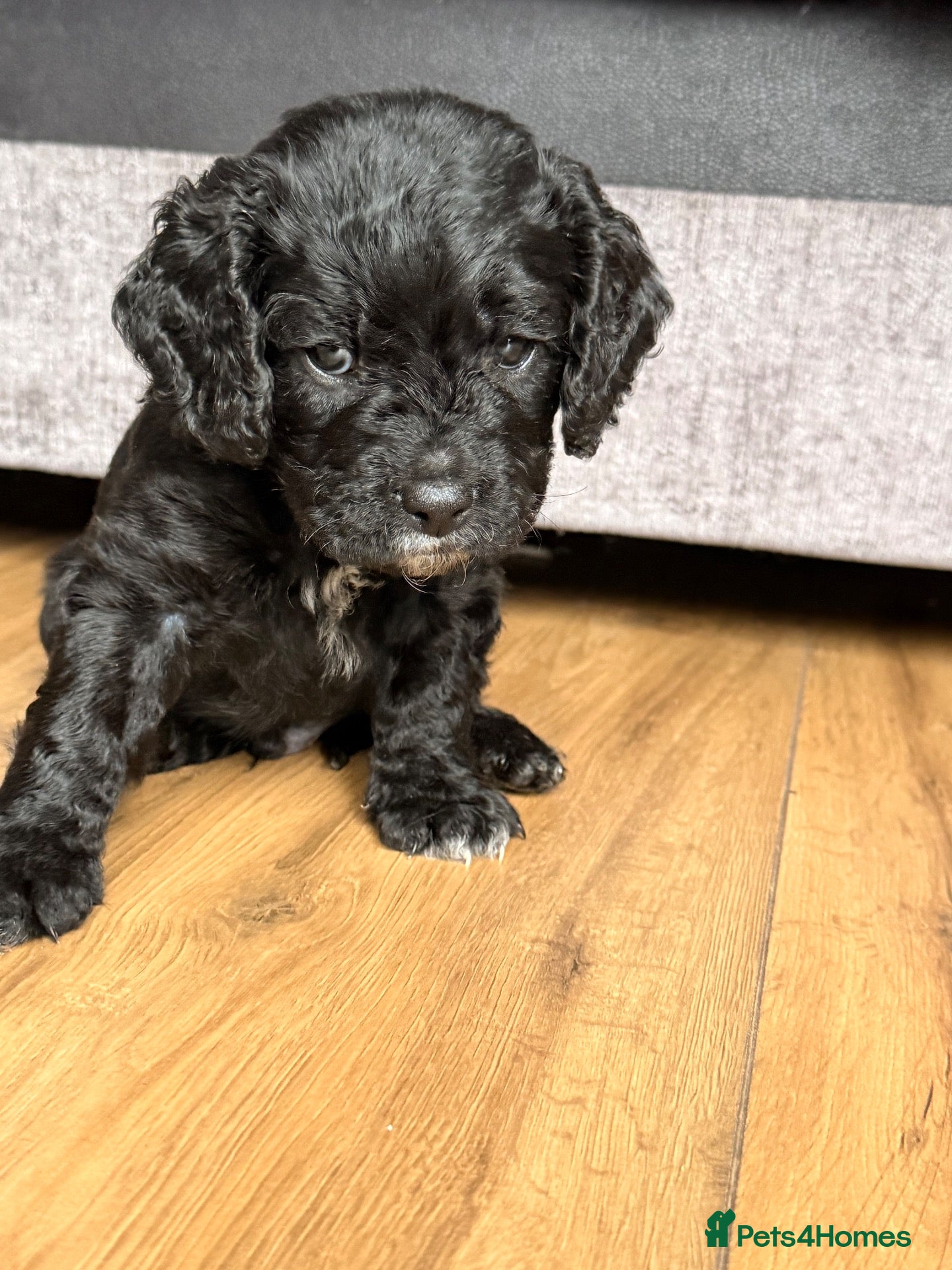 Mixed Breed dogs Two black haired male puppies - Advert 15