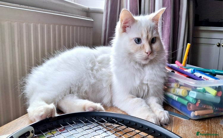 Ragdoll cats - Advert 2