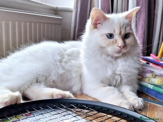 Ragdoll cats - Advert 17