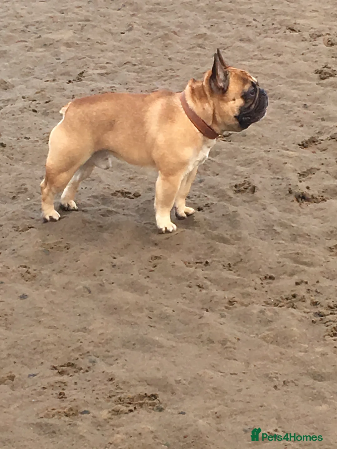 French Bulldog dogs for stud: Henri show winning red fawn stud  - Advert 12