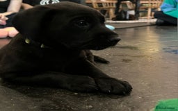 Labrador Retriever dogs for sale: Beautiful Lab Pups Looking for Loving Homes  - Image 12