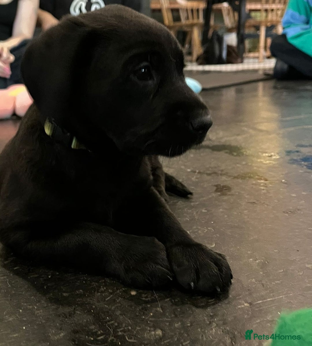 Labrador Retriever dogs for sale: Beautiful Lab Pups Looking for Loving Homes  - Image 12