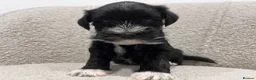 Miniature Schnauzer dogs for sale: Stunning KC reg black miniature schnauzer puppies - Advert 17