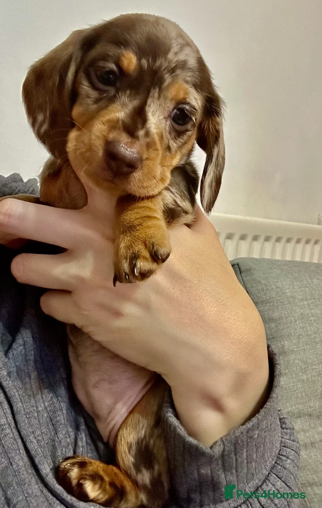 Dachshund dogs for sale: Dachshund Puppies  Chocolate dapple - Advert 2