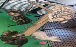 Bengal cats for sale: Stunning bengal kittens  - Image 4