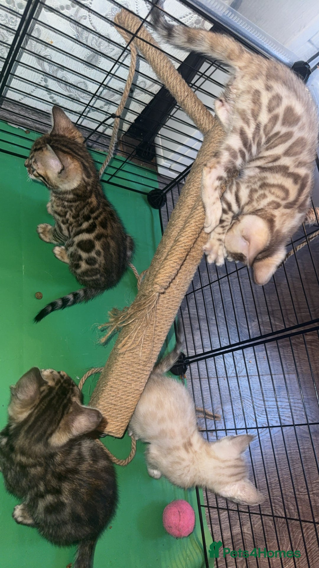 Bengal cats for sale: Stunning bengal kittens  - Image 4