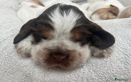 Cocker Spaniel dogs for sale: Beautiful Orange Roan/ Sable Puppies  - Image 17