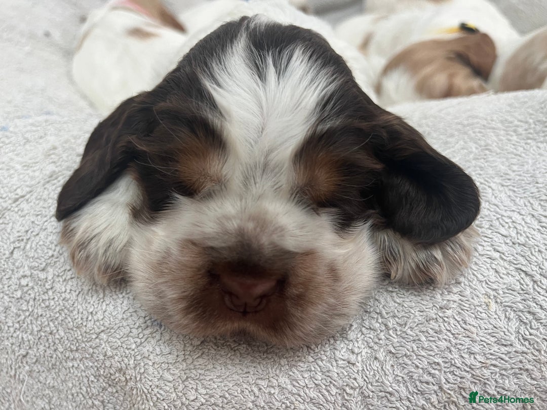 Cocker Spaniel dogs for sale: Beautiful Orange Roan/ Sable Puppies  - Image 17
