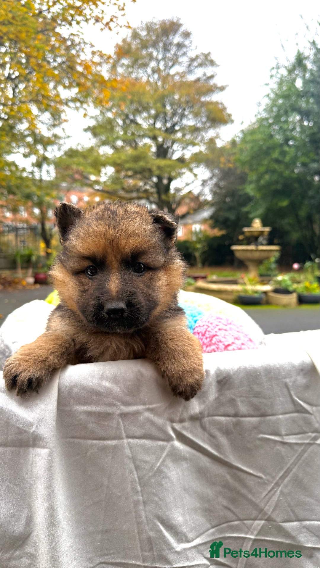 German Shepherd dogs for sale: Part of our love family ❤️ - Advert 11