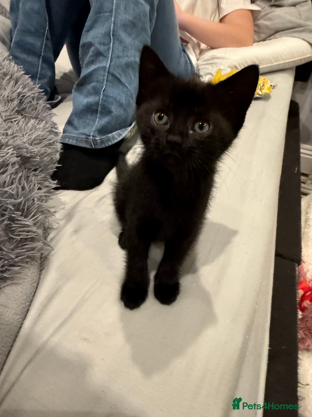 Mixed Breed cats for sale: Kittens for sale  - Image 6