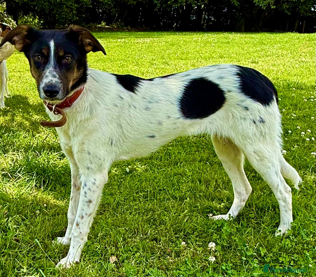Foxhound dogs for adoption: Josie – Saved in the Final Hour - Image 11