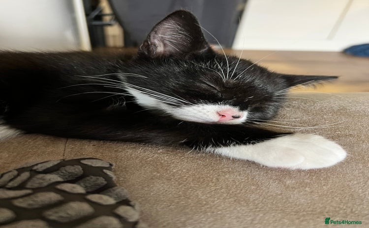 Mixed Breed cats - Advert 10