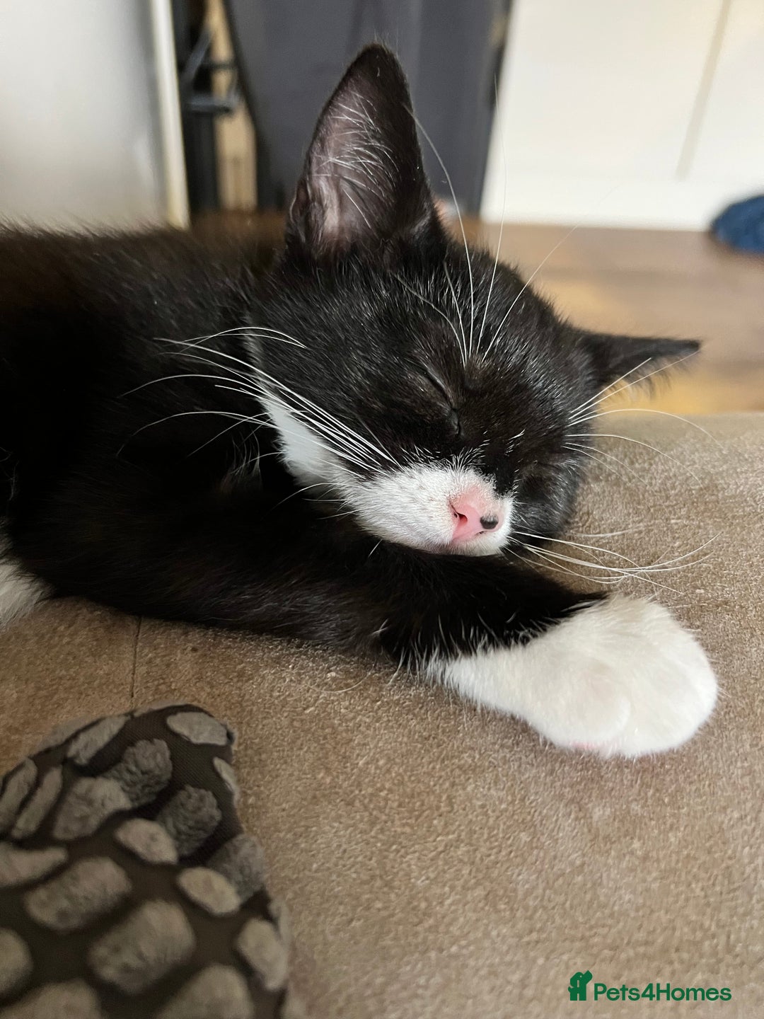 Mixed Breed cats for sale: Mixed breed boy  - Image 1