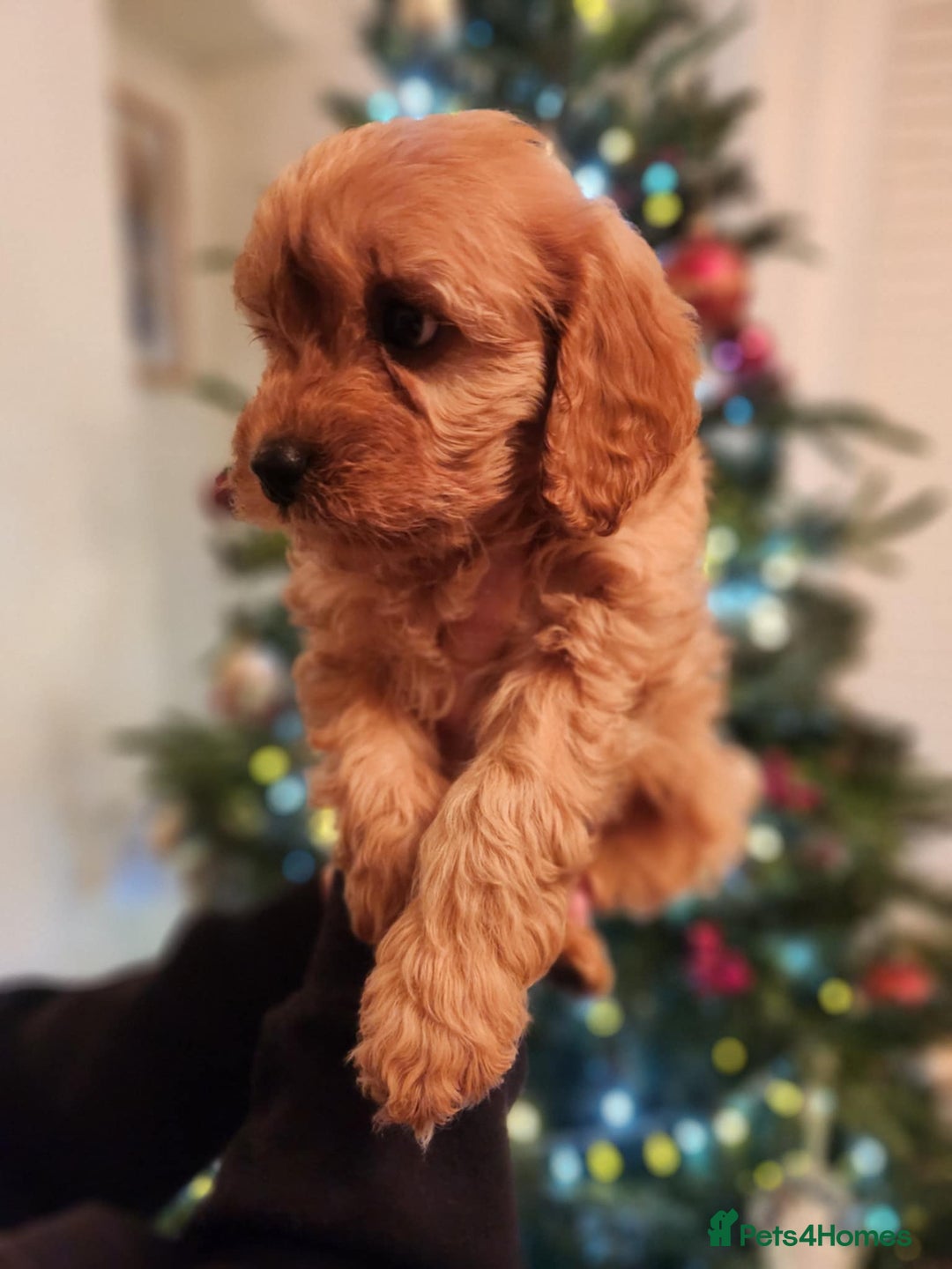 Cavapoo dogs for sale: Beautiful Cavapoo F1BB - Advert 1