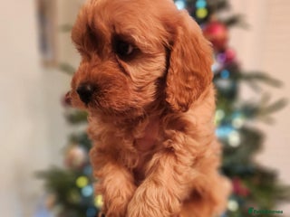 Cavapoo dogs Beautiful Cavapoo F1BB - Advert 1