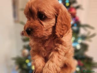 Cavapoo dogs Beautiful Cavapoo F1BB - Advert 7