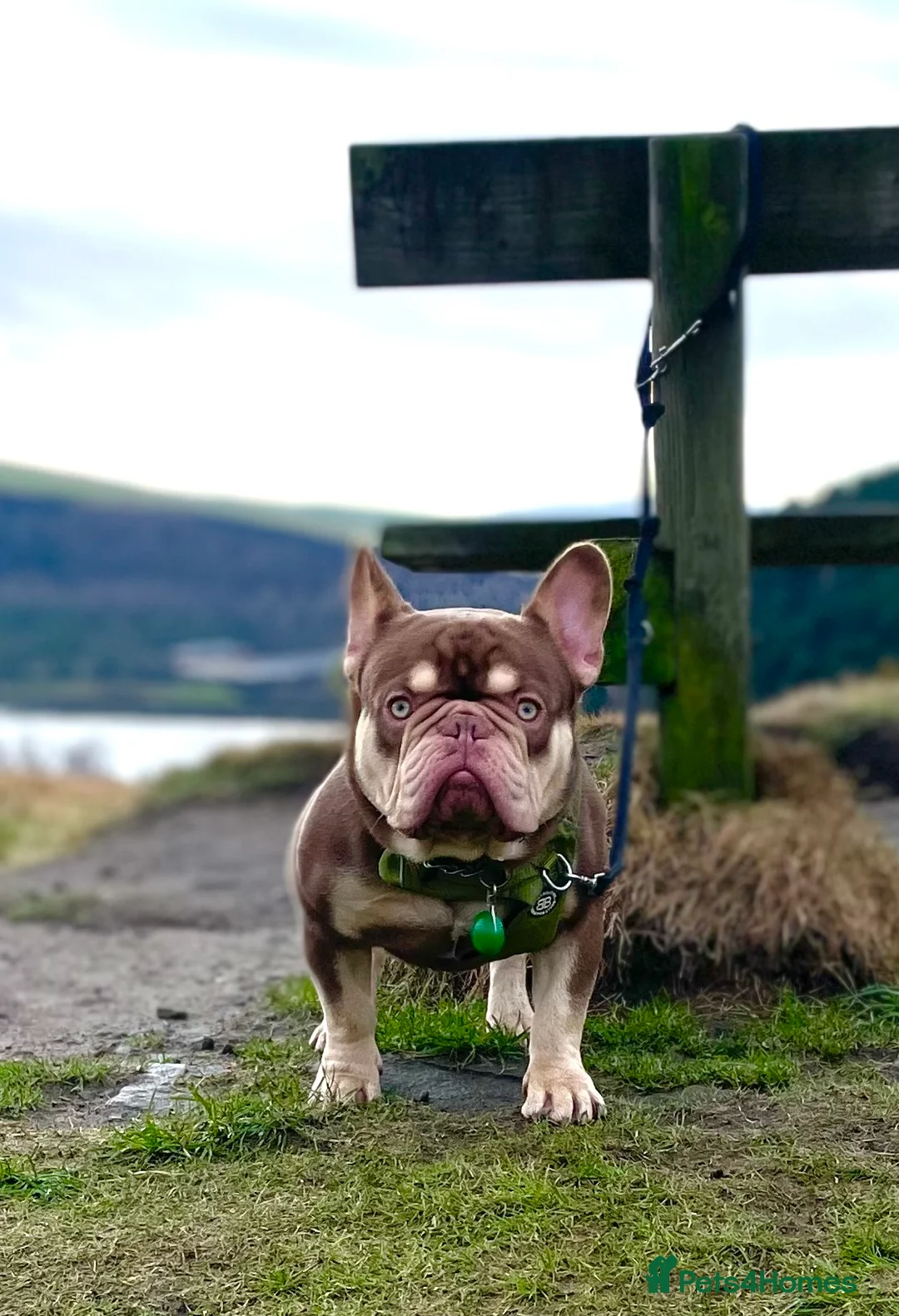 French Bulldog dogs for stud: new shade chocolate and tan carrying fluffy stud in Rochdale - Advert 9