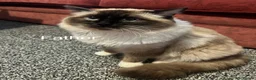 Ragdoll cats for sale: Ragdoll kittens - Advert 3