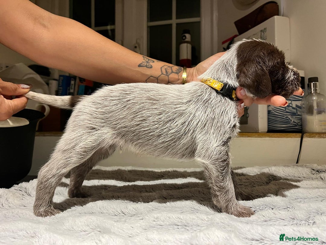 German Wirehaired Pointer dogs for sale: German Wirehaired Pointer pups - ready soon! - Advert 14