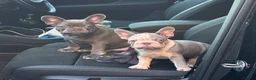 French Bulldog dogs for sale: Ready to go! Top quality French bulldogs  - Advert 6