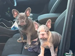 French Bulldog dogs Ready to go! Top quality French bulldogs - Advert 6