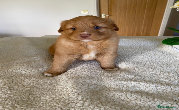 Nova Scotia Duck Tolling Retriever dogs Nova Scotia Duck Tollers  - Advert 1