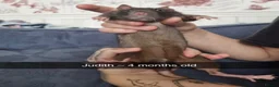 Rat rodents for sale: 5 female rats  - Advert 4