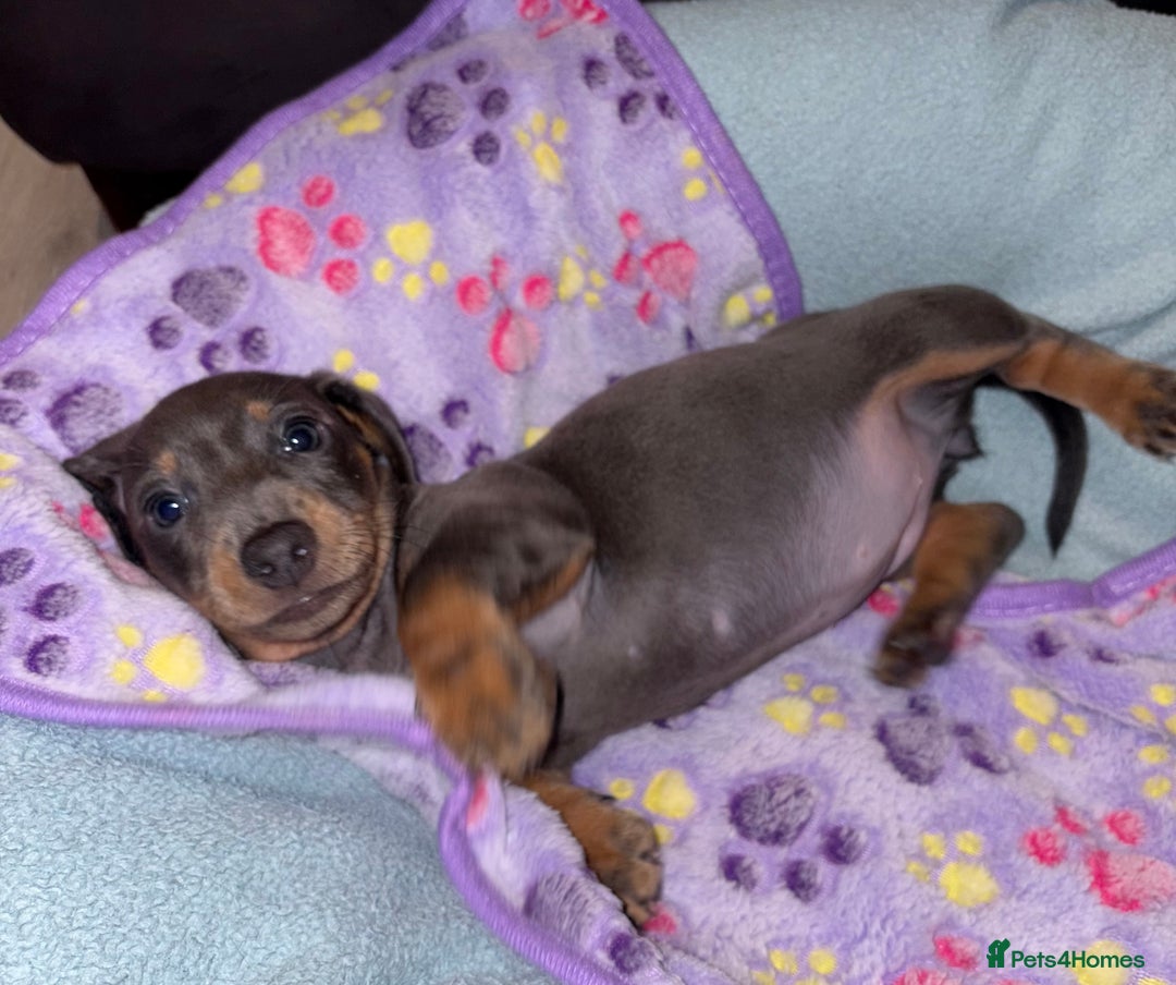 Miniature Dachshund dogs for sale: 4 Dachshund Puppies - Image 7