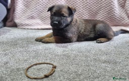Mixed Breed dogs for sale: Belgian malinois x German shepherd puppies - Image 4