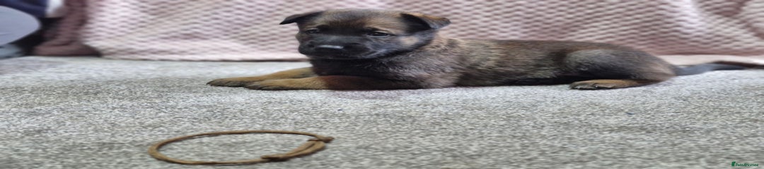 Brown collar