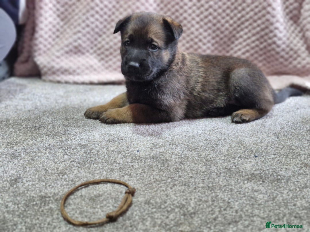 Mixed Breed dogs for sale: Belgian malinois x German shepherd puppies - Image 4