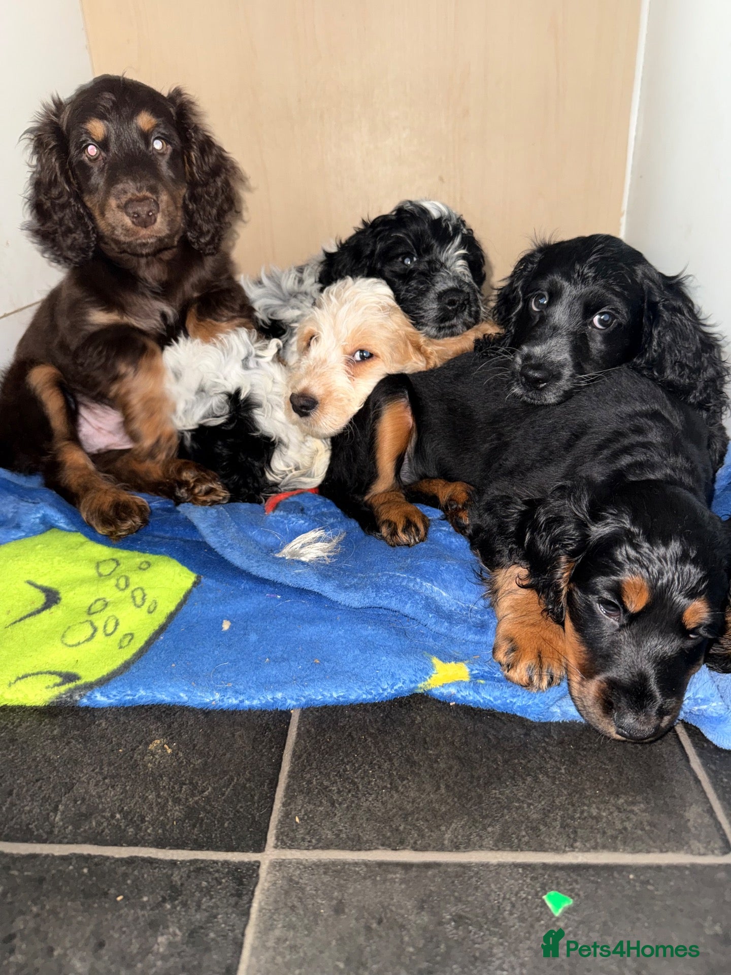 Cockapoo dogs for sale: Ready Now F1B Cockapoo puppies - Advert 1