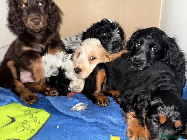 Cockapoo dogs for sale: Ready Now F1B Cockapoo puppies - Advert 1