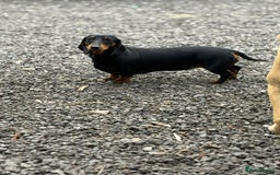 Dachshund dogs for sale: 2 dachshund sisters black & tan kc registered - Image 5