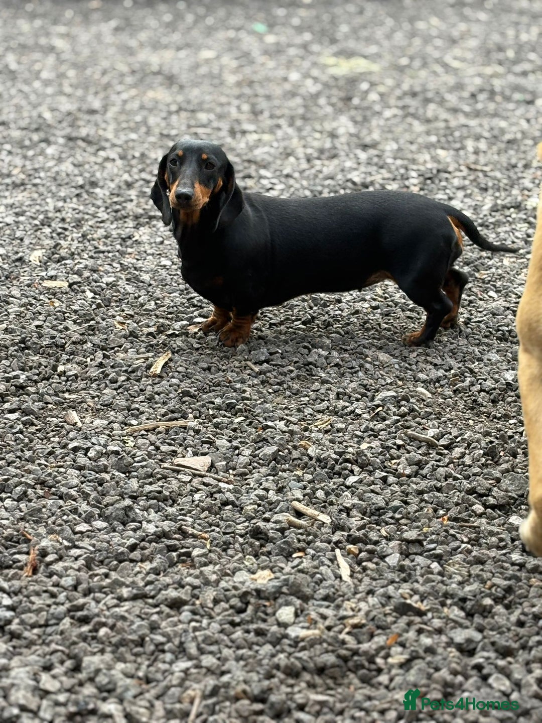 Dachshund dogs for sale: 2 dachshund sisters black & tan kc registered - Image 5