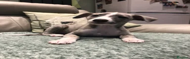 Whippet Puppy 1