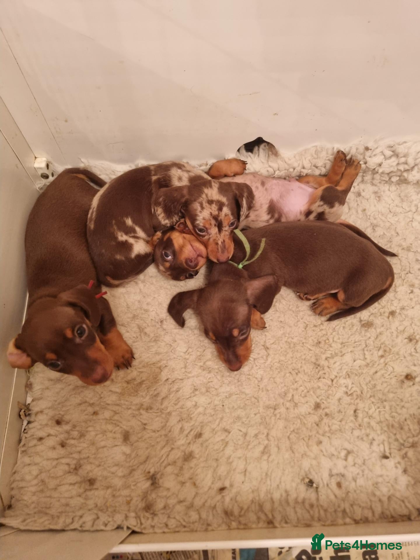 Miniature Dachshund dogs Gorgeous Chocolate and Dapple PRA Clear - Advert 1