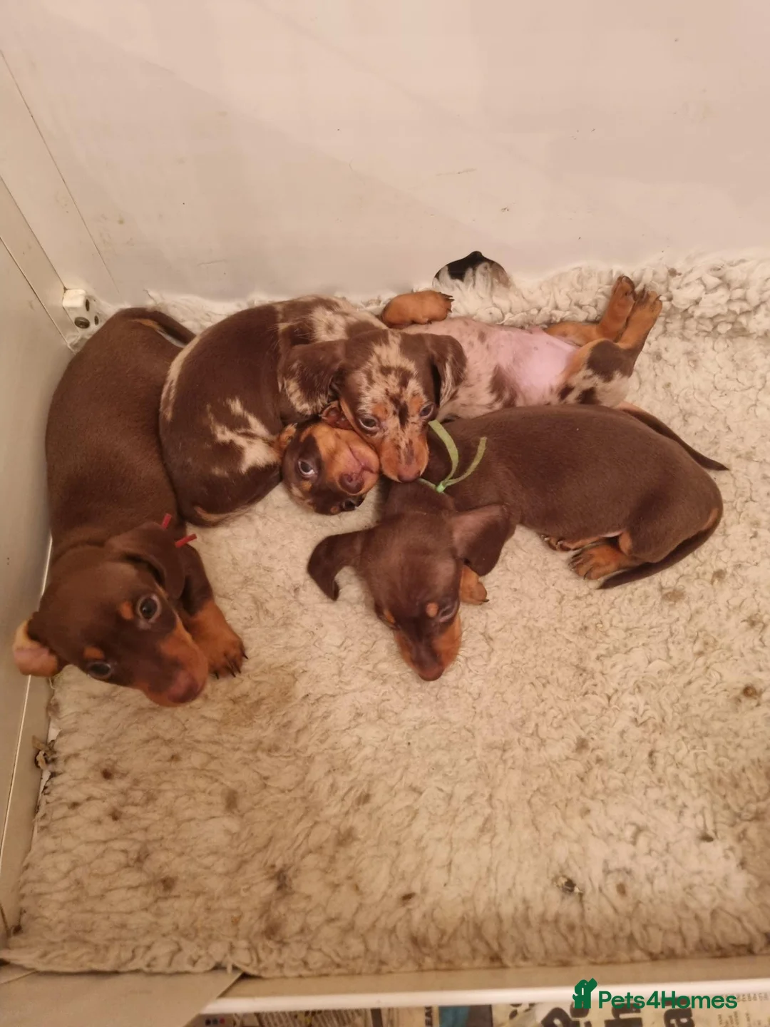 Miniature Dachshund dogs for sale: Gorgeous Chocolate and Dapple PRA Clear - Advert 1
