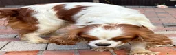 Cavapoo dogs for sale: Beautiful cavapoos  - Advert 12