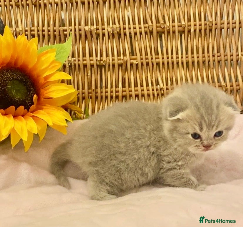 Scottish Fold cats 🧸EXTREMELY RARE CHAMP LINE FAWN SCOTTISH/BSH 😻🧸 - Advert 11