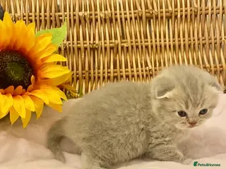 Scottish Fold cats 🧸EXTREMELY RARE CHAMP LINE FAWN SCOTTISH/BSH 😻🧸 - Advert 11