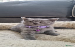 British Shorthair cats for sale: 3 BEAUTIFUL BSH KITTENS FOR SALE 2 Blue 1 Lilac - Image 4