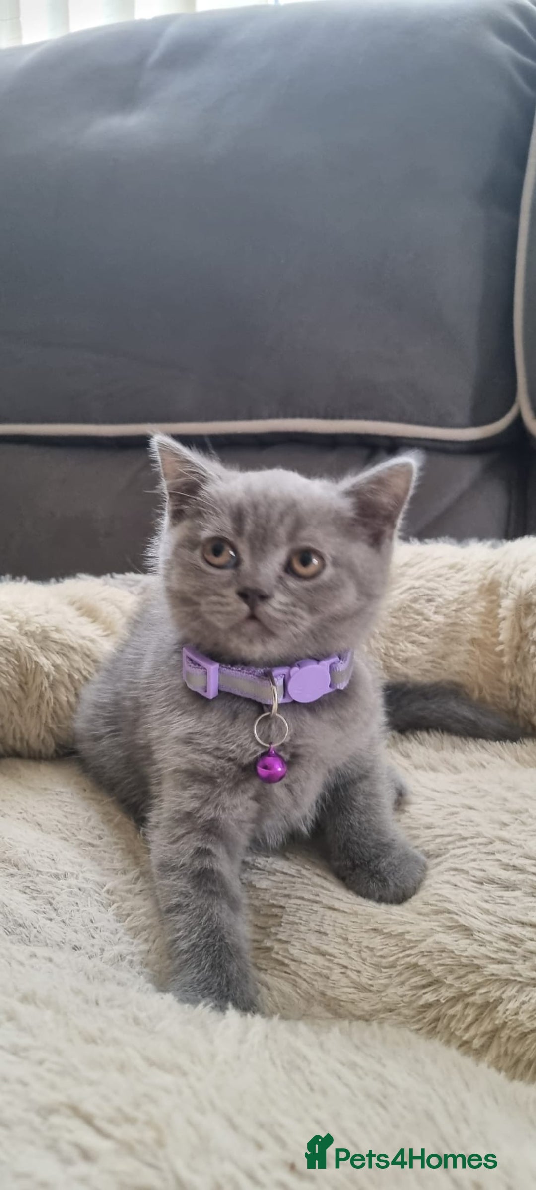 British Shorthair cats for sale: 3 BEAUTIFUL BSH KITTENS FOR SALE 2 Blue 1 Lilac - Image 4