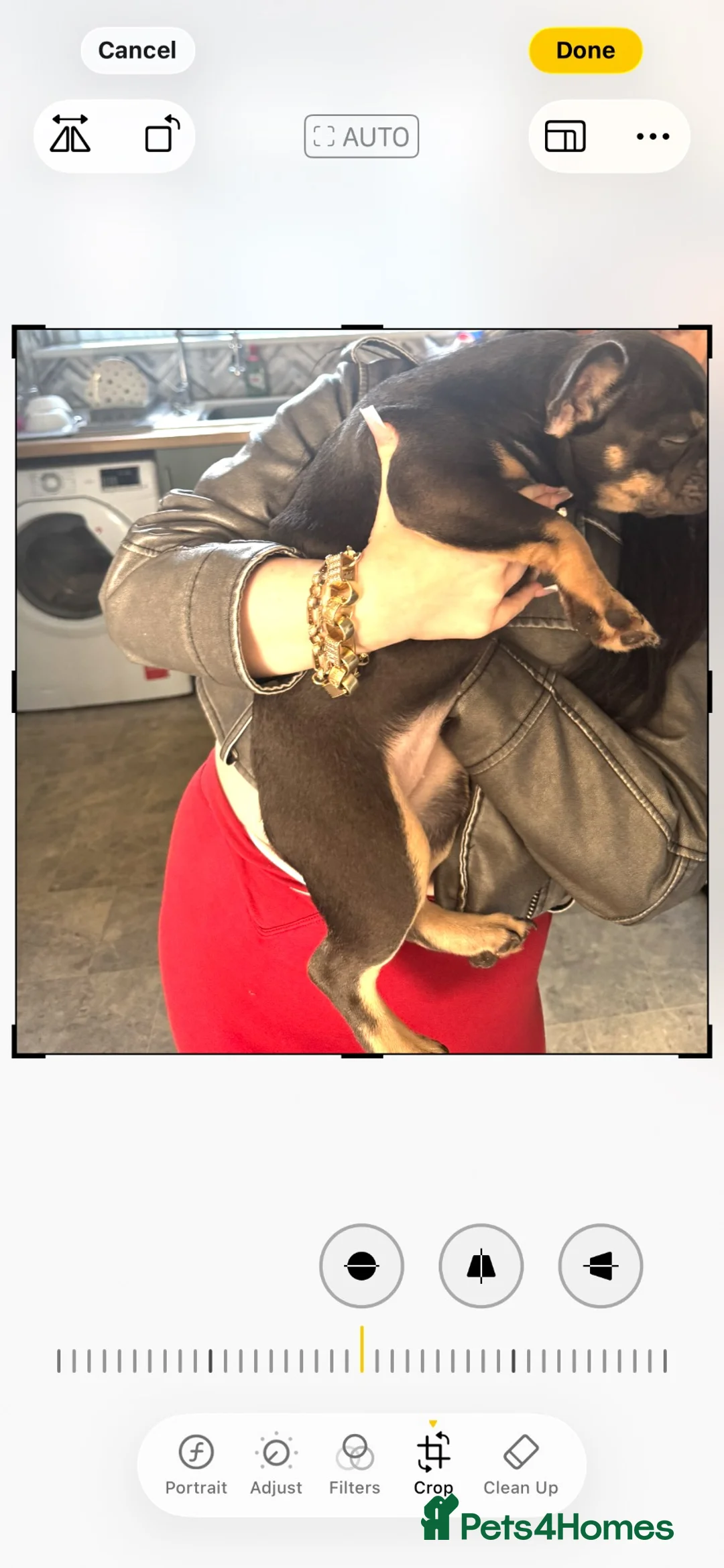 French Bulldog dogs for sale: 5 month old girl puppy - Advert 4